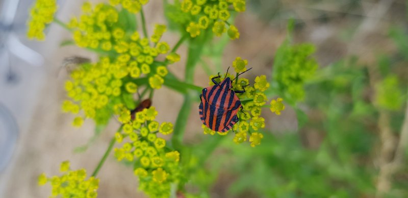 Punaise arlequin. mon jardin. Fabrice Godet